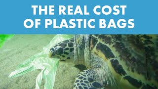 SeaWorld Explains How Californias Plastic Bag Ban Can Help Save The World