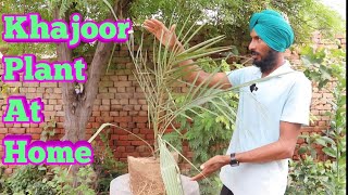 grow khajoor plant in big pot