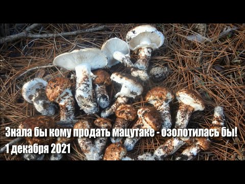 Знала бы, кому продать мацутаке - озолотилась бы!