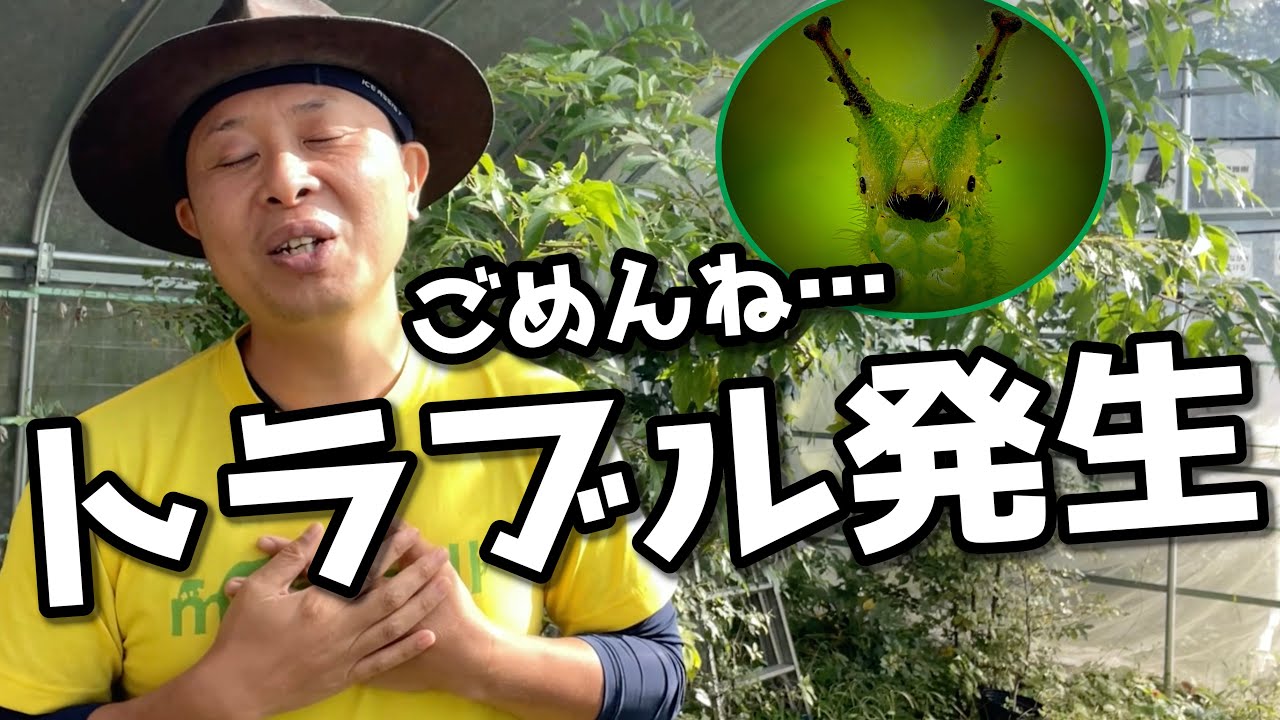 Sad News] Mysterious Mass Death of Great Purple Emperors!? Sasakia