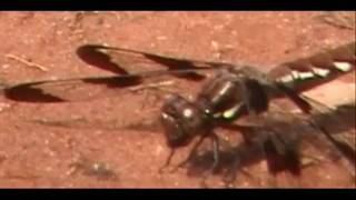 Dragonfly Insect Anisoptera