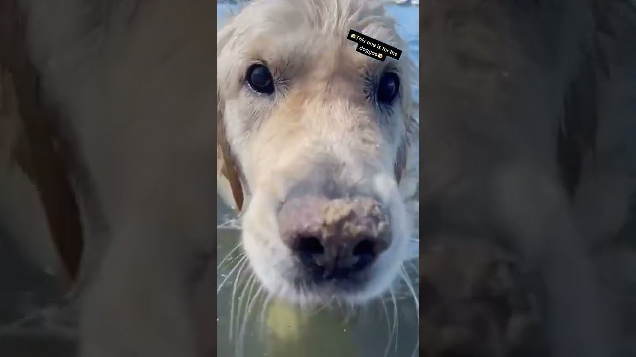 💚Cute Dogs Compilation | Funny Dog 🐕‍🦺