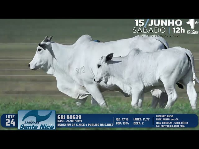 LOTE 24   GRI B9639
