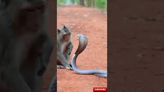 The Monkey Tried To Provoke The Cobra.