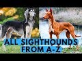 All Sighthound Dog Breeds List (from A to Z)