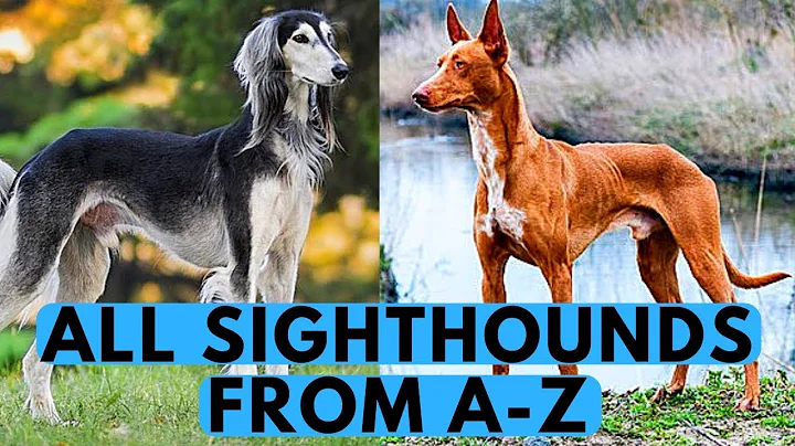 All Sighthound Dog Breeds List (from A to Z)