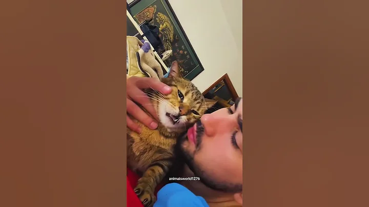 Video 6553801: funnycats catmeow pets, cat pets funnycats, pets funny catmeow