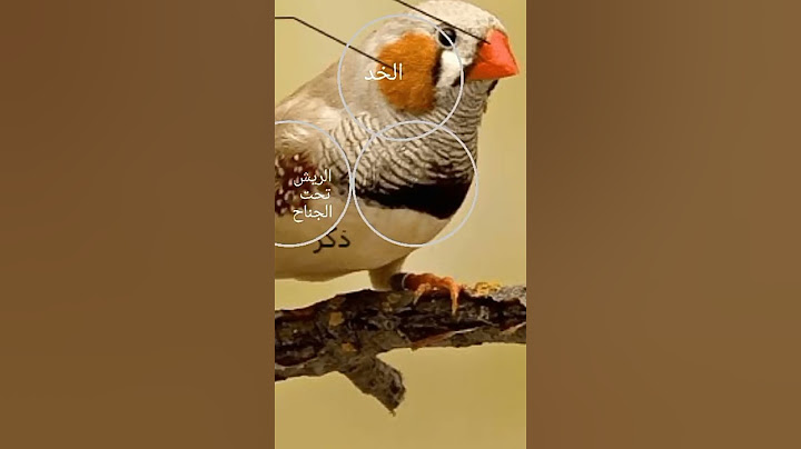التفريق بين ذكر و أنثى البنغالي أو الزيبرا