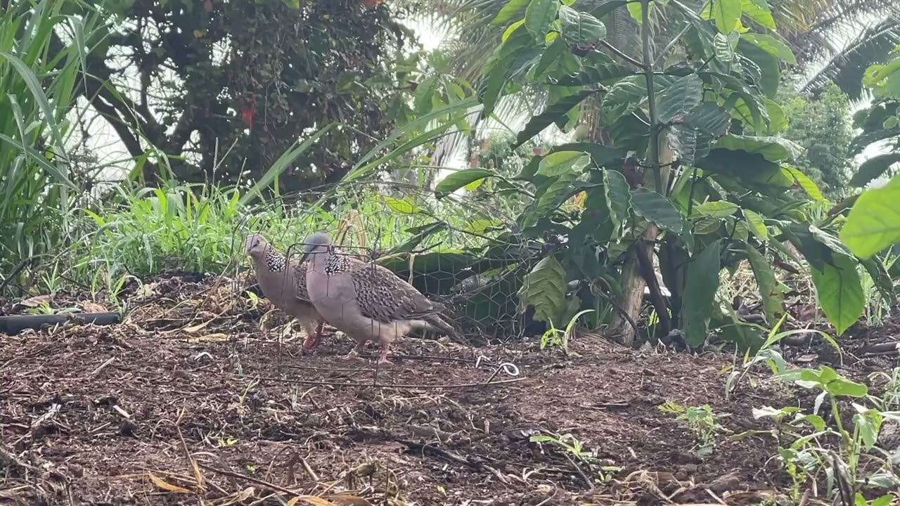 Bẫy chim cu gáy mồi đất. Mồi chiêu gù mập ủn ỉn nhận gù. Anh em cần chim con dòng này ới em 