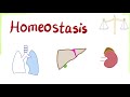 Homeostasis | How Your Body Keeps the Balance!
