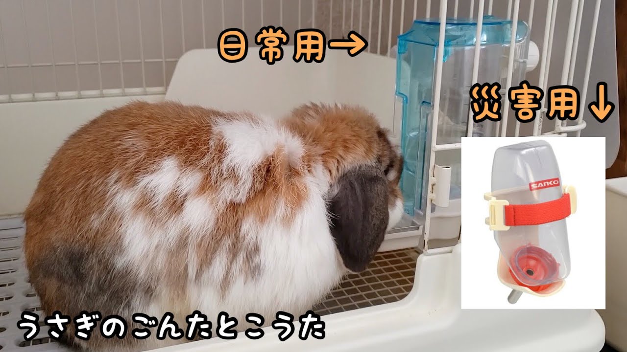 上手 うさぎの給水器をボトル型からお皿型に変更しました Inside Dish Drinker 618 Youtube