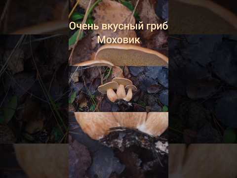 Дуже смачний гриб Моховик.Очень вкусный гриб Моховик.#shorts #грибы #лес