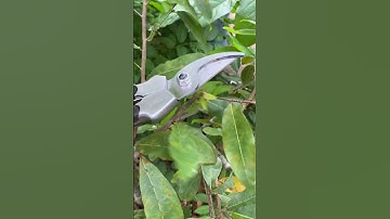 Kéo cắt cành và kéo tỉa giảm 30% hết tháng 11 (Zalo 0357875227) #bonsai #bonsaimini #bonsaidep