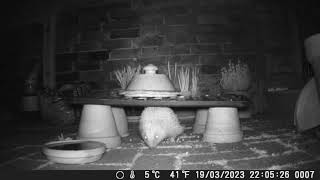 Hedgehog in garden 22 05  19 03 23