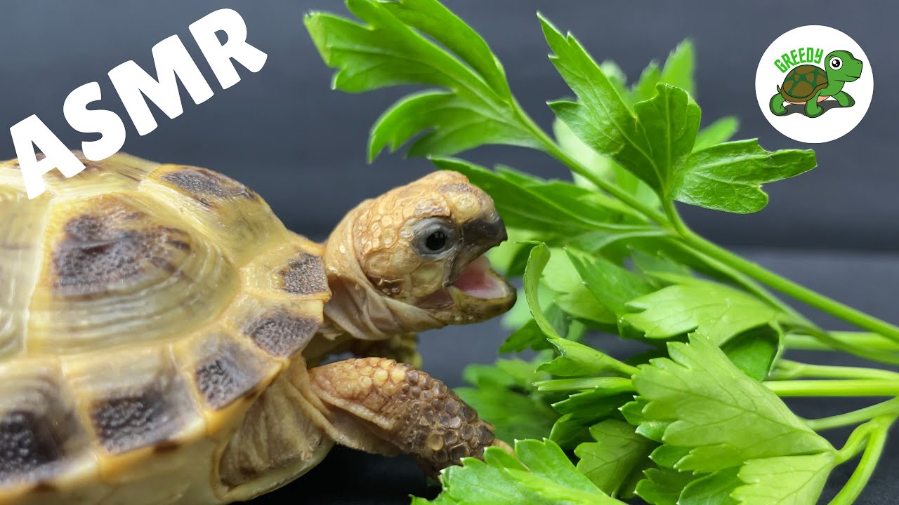Baby Tortoise Eating Flat Leaf Parsley 🌿 ASMR Turtle 🐢 Greedy Tortoise