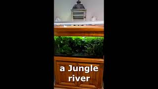 MY AQUARIUM #Shorts | Jungle Tank | Plants and Fish