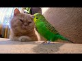 Смешной говорящий попугай и кот пофигист 😁