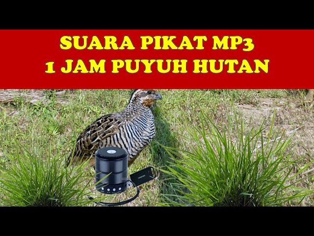 SUARA PIKAT MP3 PUYUH HUTAN - I JAM class=