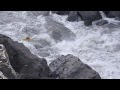 Full descent of the stikine with the serrasolses bros