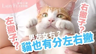 貓也有分左右撇子還是男左女右蛋捲來實驗看看【好味貓日常】第一季EP9