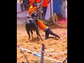 👿Mavane Enna Mothida Vada ✨ #jallikattu #jallikattu_kaalai #manjuvirattu #bull#vadam#whatsappstatus