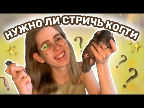 Видео: Как подстричь ногти вашей любимой крысы