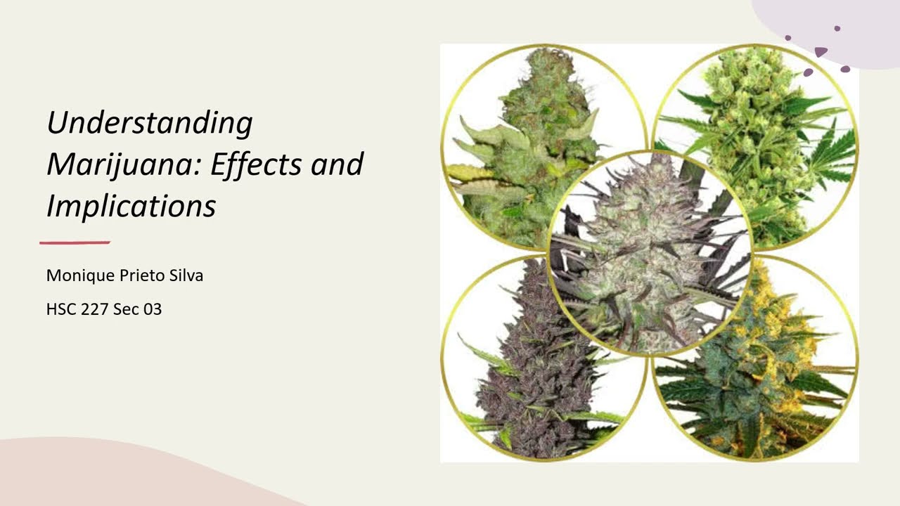 Understanding Marijuana: Effects and Implications