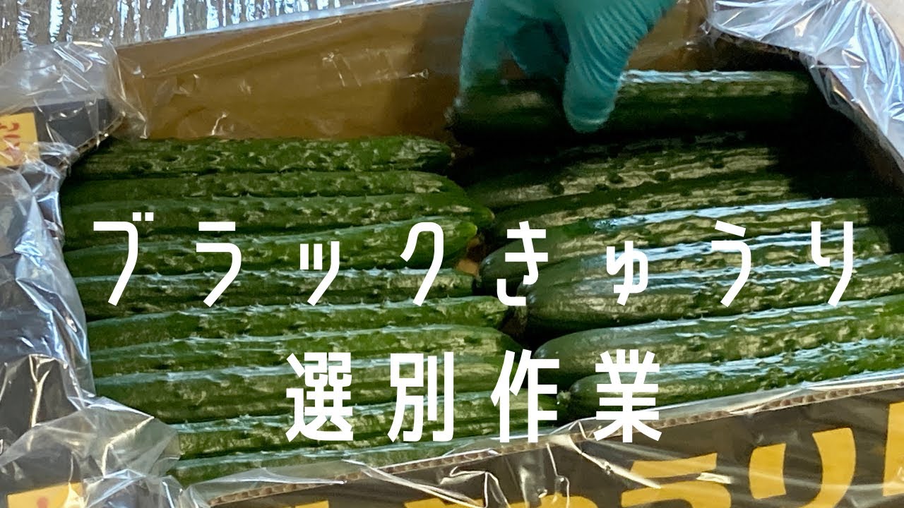 ジャッジして、ブラックきゅうりへ｜JAうご公式note【なぇんもねんしども】