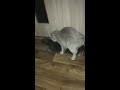 Вязка шотландских кошек - Mating Scottish cats
