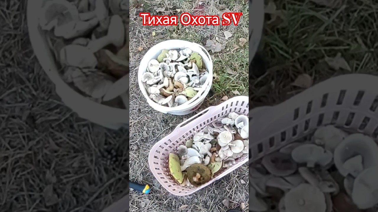 🍄‍🟫👍🔥Результат Первого Захода в Лес. 26.10.2024 