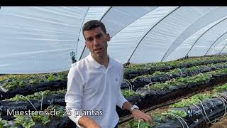 Gestión Integrada de Plagas en hortícolas protegidos [San Bartolomé de la Torre, 12/11/2021]