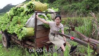 95后农村女孩带你揭秘！你知道烟草是如何种植，如何烘烤的吗？