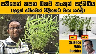 කංකුන් හදන්න සරල අලුත් විදිහක් : Science With Ruchira