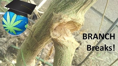 How To Fix A Branch Or Stem BREAK - Gardening Guide