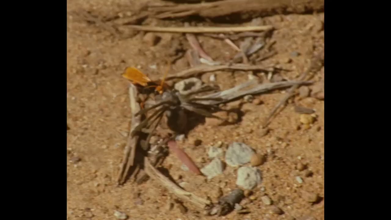 [FREE] Tame impala Type beat - Sonda