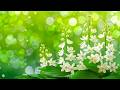 (No ADS ) MORNING RELAXING MUSIC - Euphoric Positive Energy &amp; Stress Relief - Calm Morning Music