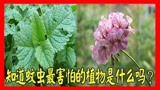 实用！这些植物养在家里，蚊虫不见了 #Hong Planet2018