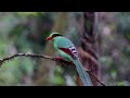 Common bird in the hills - Common Green Magpie #birds #birds #nature #wildlife #viralvideo 