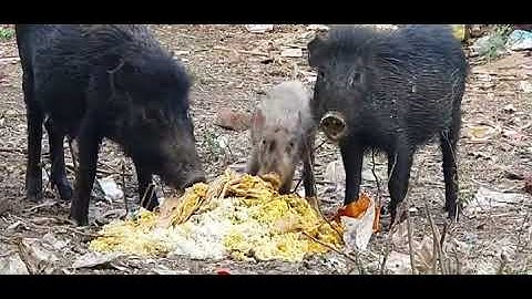 Pig Eating Waste Food || Pig Mother And Baby Eating Food