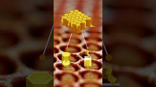 Learn About the Honeycomb From the Bees! 🐝