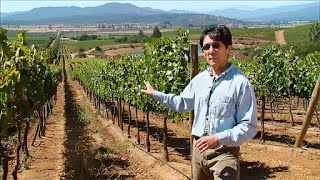 New World Wines | Chile by Food Story 4,456 views 1 month ago 52 minutes