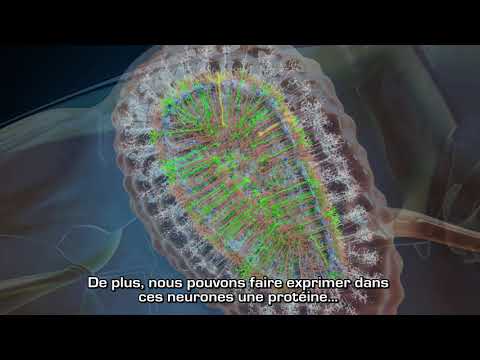 Vidéo: Régulation épigénétique Des Cellules Souches Neurales Adultes: Implications Pour La Maladie D'Alzheimer