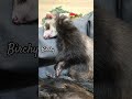 Eepy Babies ❤️ #cute #animals #cuteanimals #ferret #love #pets #animallovers #animals #ytshorts #4k