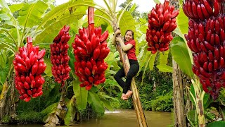 Harvesting Many Giant Banana Bunch Goes To Market Sell | Ming Daily Life