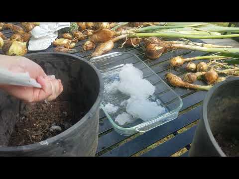 Video: Putting blöjgel i växtjord - hur man använder blöjfyllning för fuktkontroll