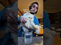 احبسك ولا احبسهم قطط salahwburghi اكسبلور cat ضحك mp3