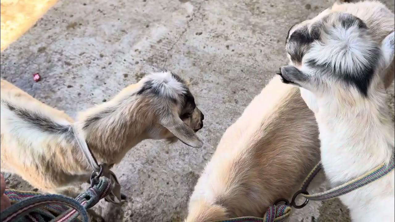 Eshakdan ogziga iflos xorozni tomosha qiling Yigitlar uchun rasmlar