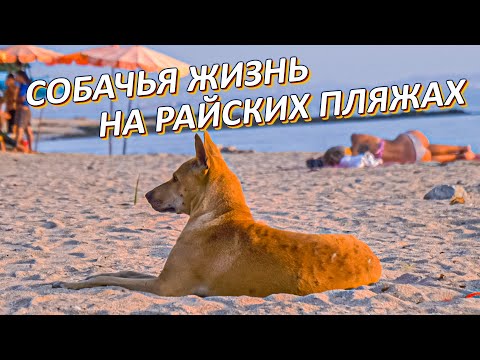 Тайский риджбек -