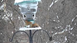 A squirrel bridges the electrodes of our high voltage bird feeder when he touches his nose to the metal perch while sitting on the 