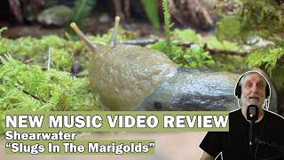 Shearwater "Slugs In The Marigolds" - NEW MUSIC VIDEO REVIEW
